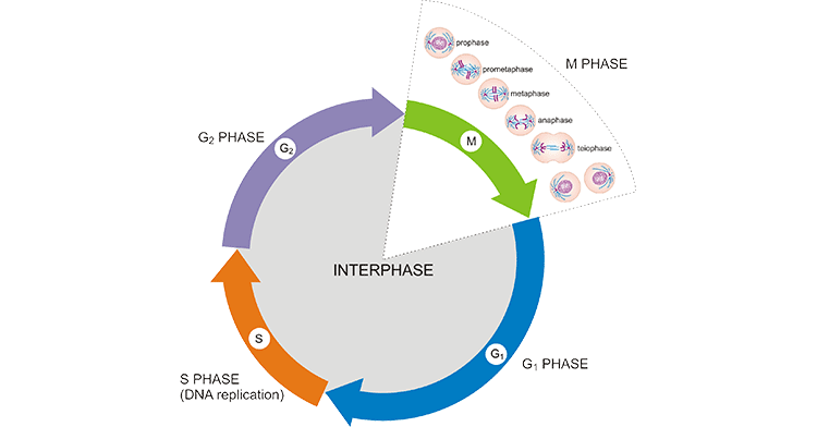 Phases of Cell Cycle