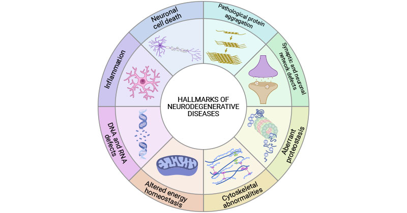 神经退行性疾病的共同标志