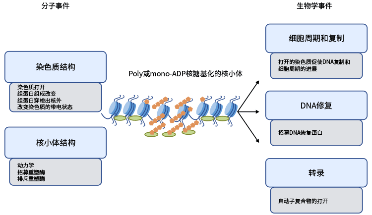 组蛋白ADP核糖基化功能