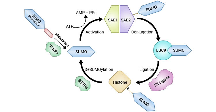 组蛋白SUMOylation和deSUMOylation的催化循环