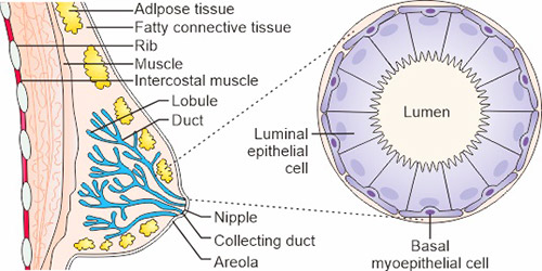 乳腺的结构