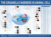 Organelle Markers信号通路图