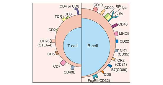 T细胞和B细胞表面标志物