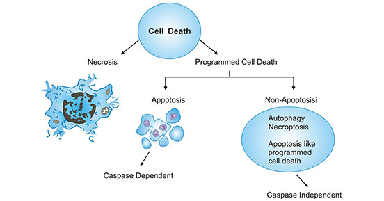 细胞死亡的两种方式