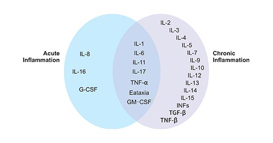 参与急性和慢性炎症反应的细胞因子