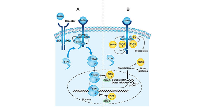JAK-STAT信号转导途径示意图