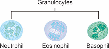 粒细胞的主要类型