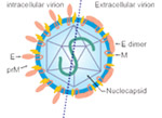 Flaviviruses