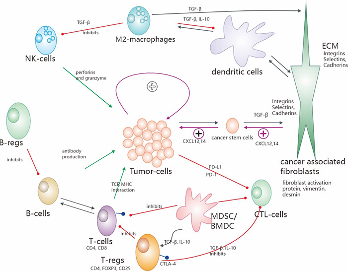 肿瘤微环境(TME)最重要的机制和相互作用示意图概述