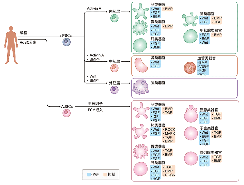 人源PSC和AdSC分化为类器官的过程