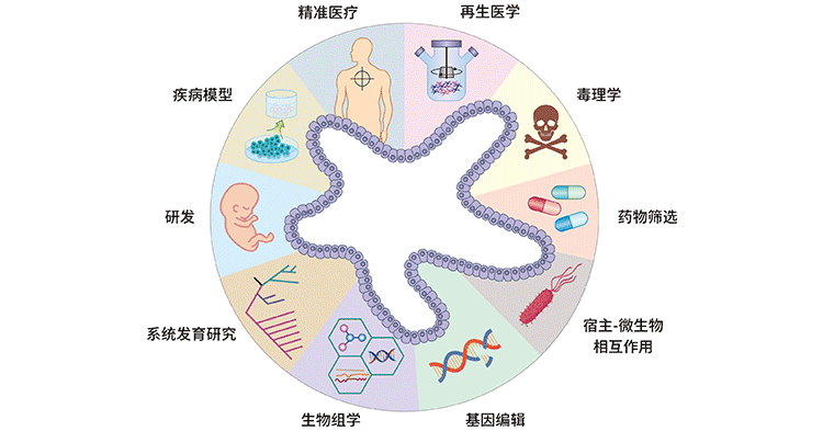 类器官技术的多样化应用