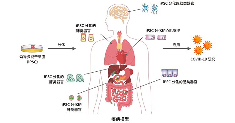 人类 iPSC 衍生的类器官模型在 CDVID-19 研究中的应用