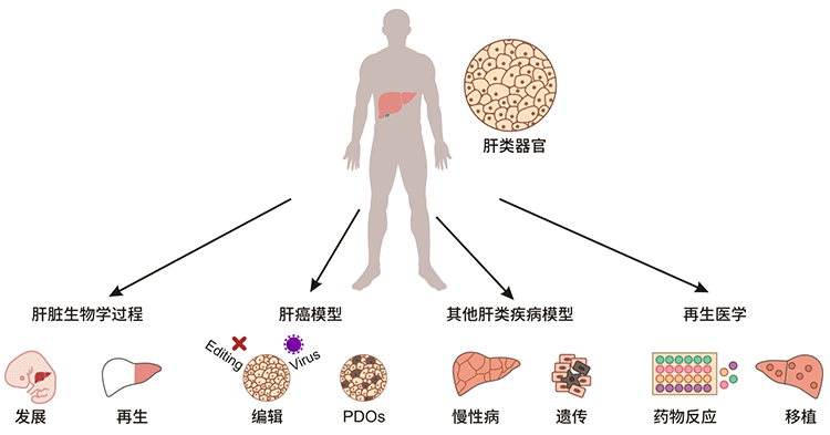 肾类器官的应用