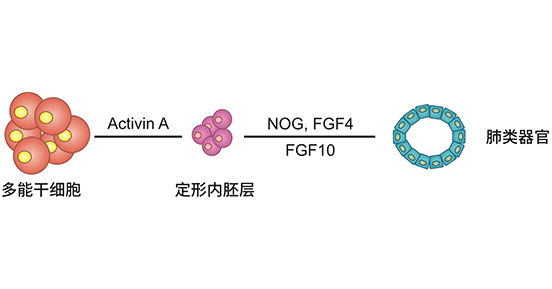 肺类器官的建立