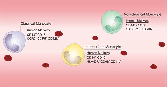 三类单核细胞示意图