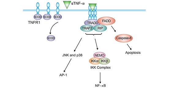 TNFR1-sTNF-α信号通路