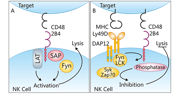 CD48的反受体及其调节机制