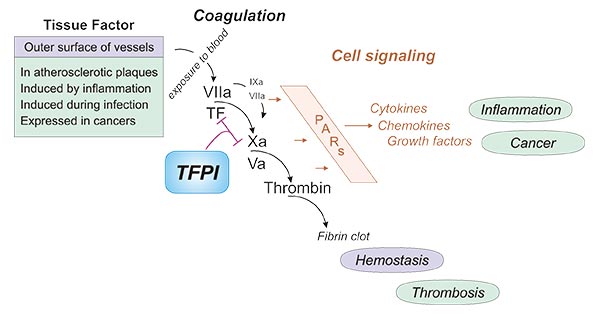 TFPI抑制FVIIa-TF活性对抗肿瘤