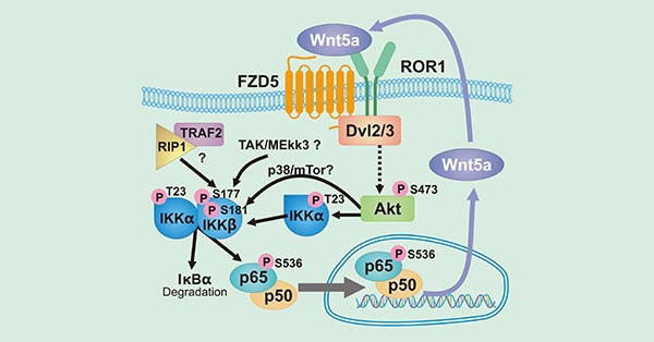 The diagram of Wnt5a/ROR1 signaling