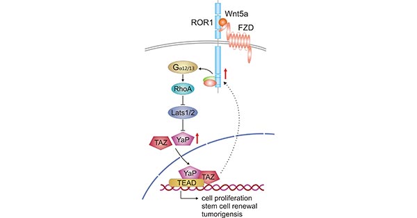 Crosstalk between Wnt5a-ROR1 signaling and YAP/TAZ pathway