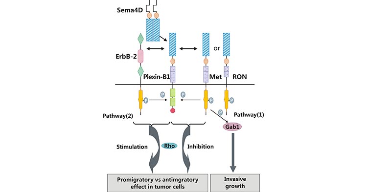 SEMA4D结合Plexin-B1激活下游通路