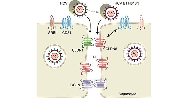 CLDN1、CLDN6和CLDN9可作为HCV受体